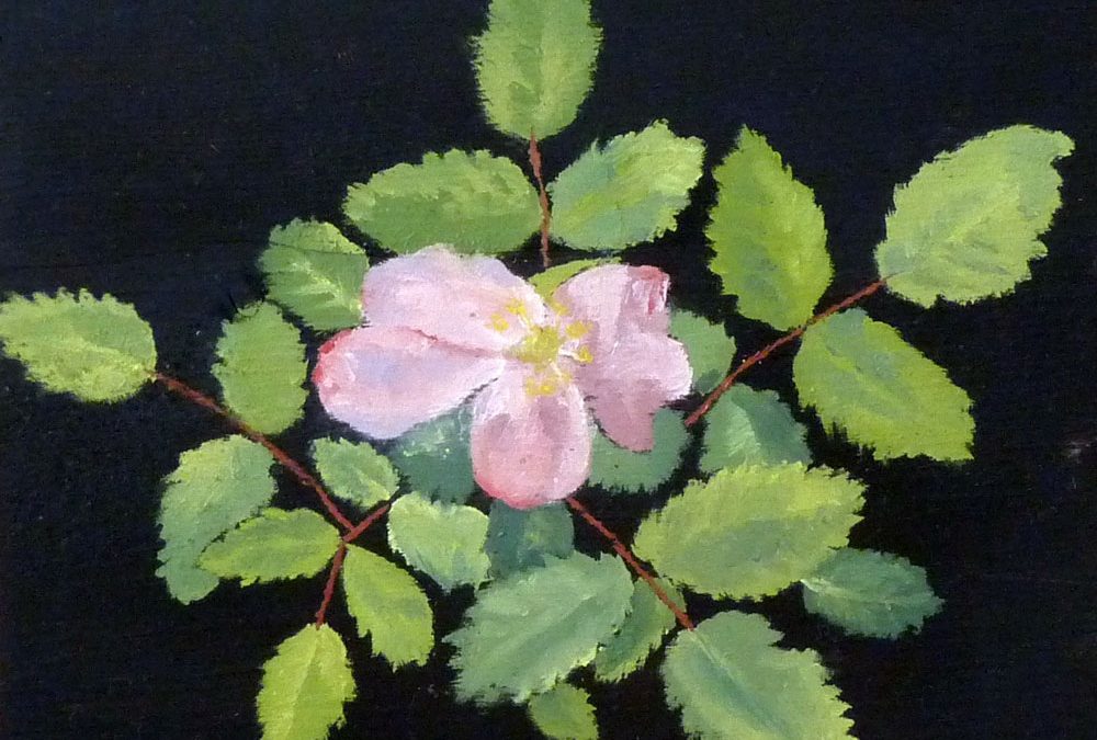 Wild Rose